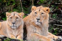 pair of lions